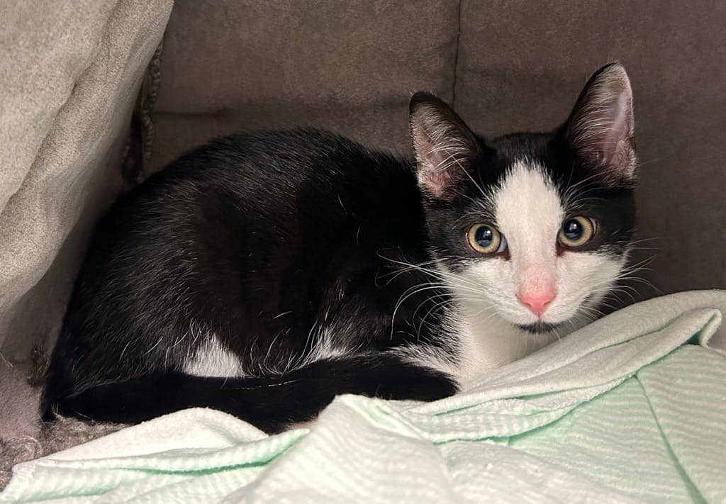 Rory - Domestic Short Hair cat available for adoption at Ontario SPCA (Sudbury) in Sudbury
