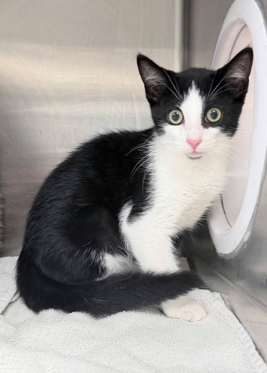 Ellis - Domestic Short Hair available for adoption