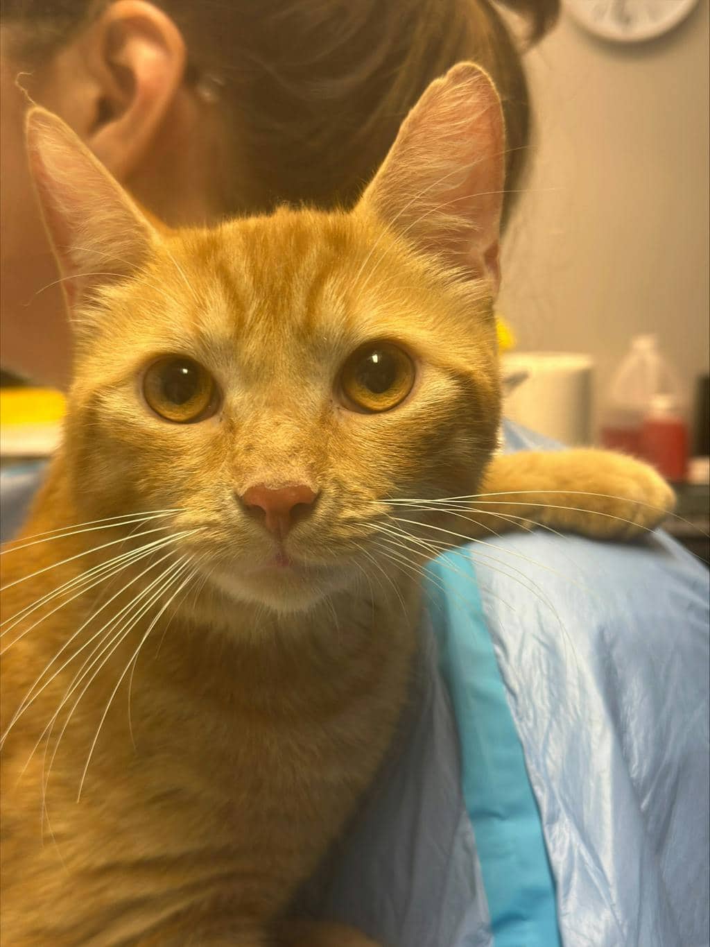 Cider - Domestic Short Hair cat available for adoption at Ontario SPCA (Ottawa Area) in Cornwall