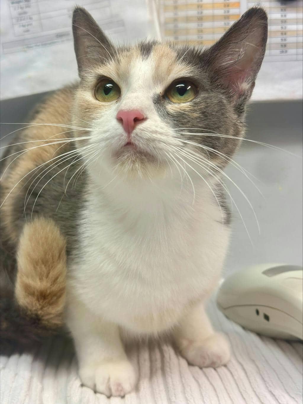 Orchard - Domestic Short Hair cat available for adoption at Ontario SPCA (Ottawa Area) in Cornwall