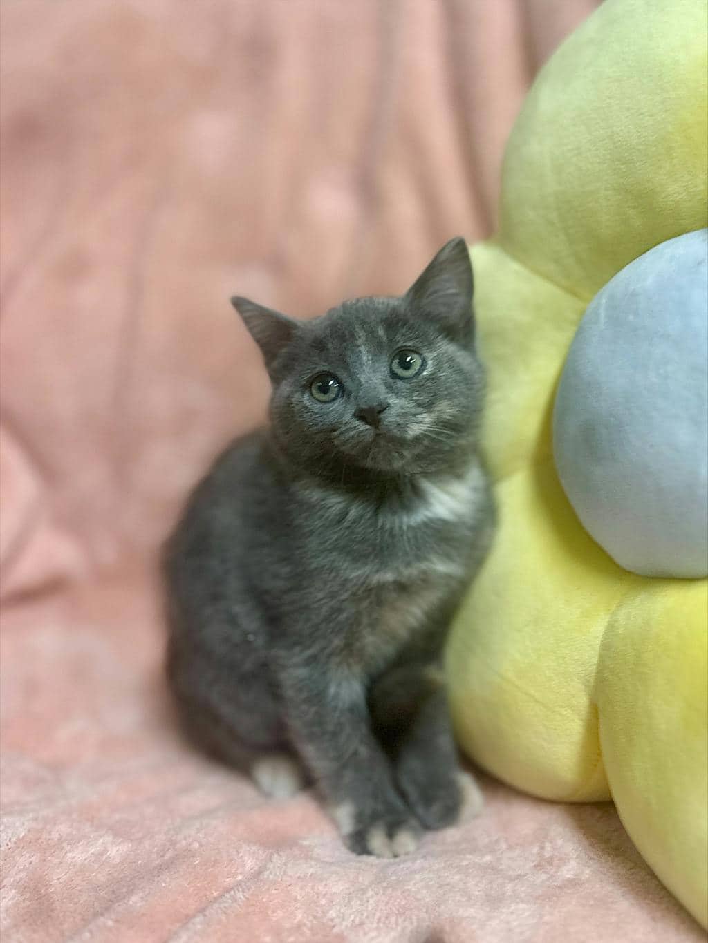Gala - Domestic Short Hair available for adoption
