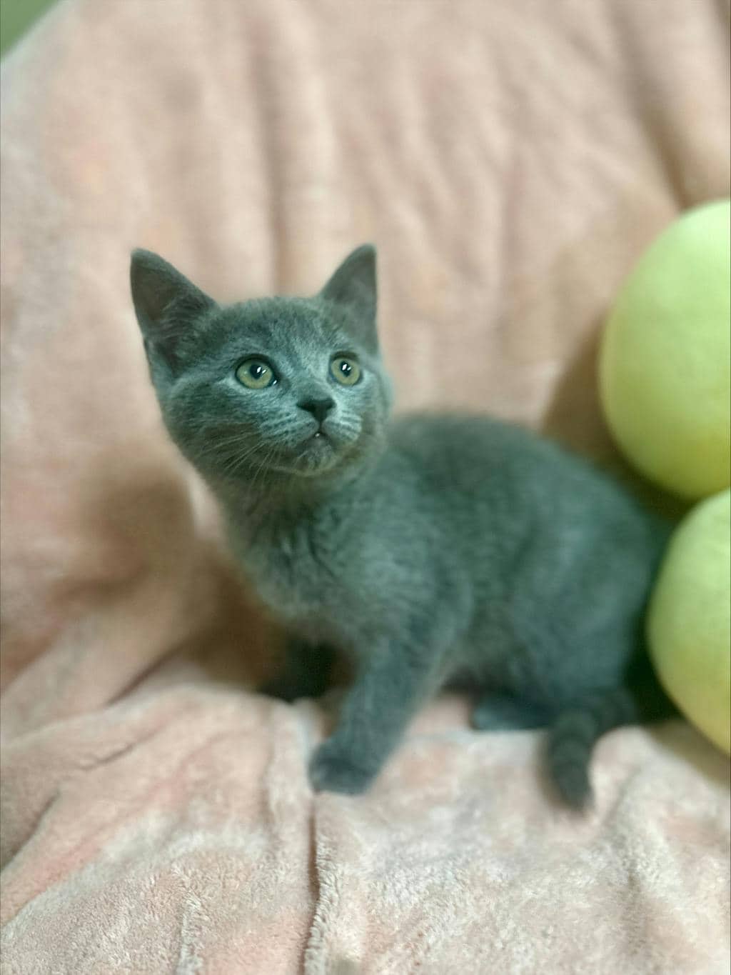 Pink Lady - Domestic Short Hair cat available for adoption at Ontario SPCA (Ottawa Area) in Cornwall