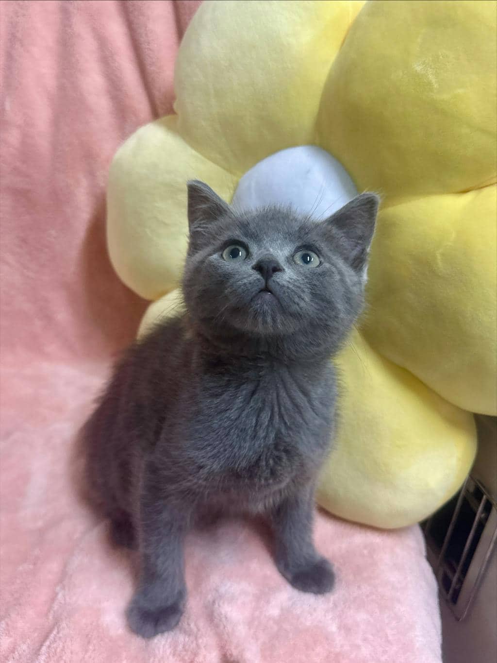 McIntosh - Domestic Short Hair available for adoption