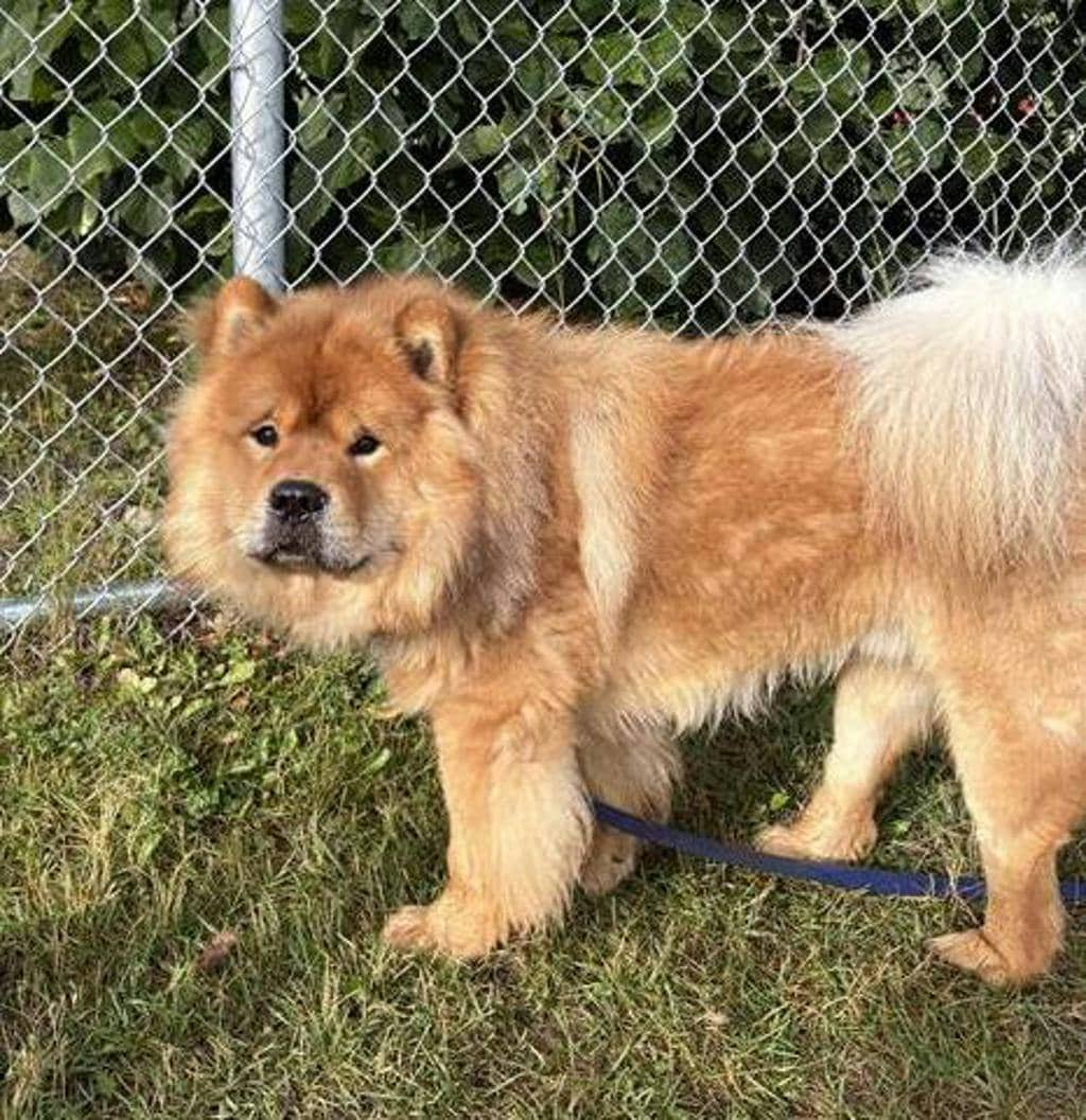Simba - Chow Chow available for adoption in Calgary
