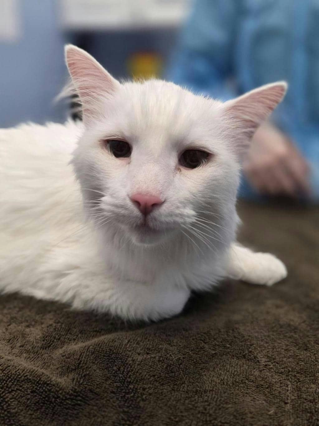 Butterball Turkey (delayed Adoption) - Angora Cat cat available for adoption in Calgary