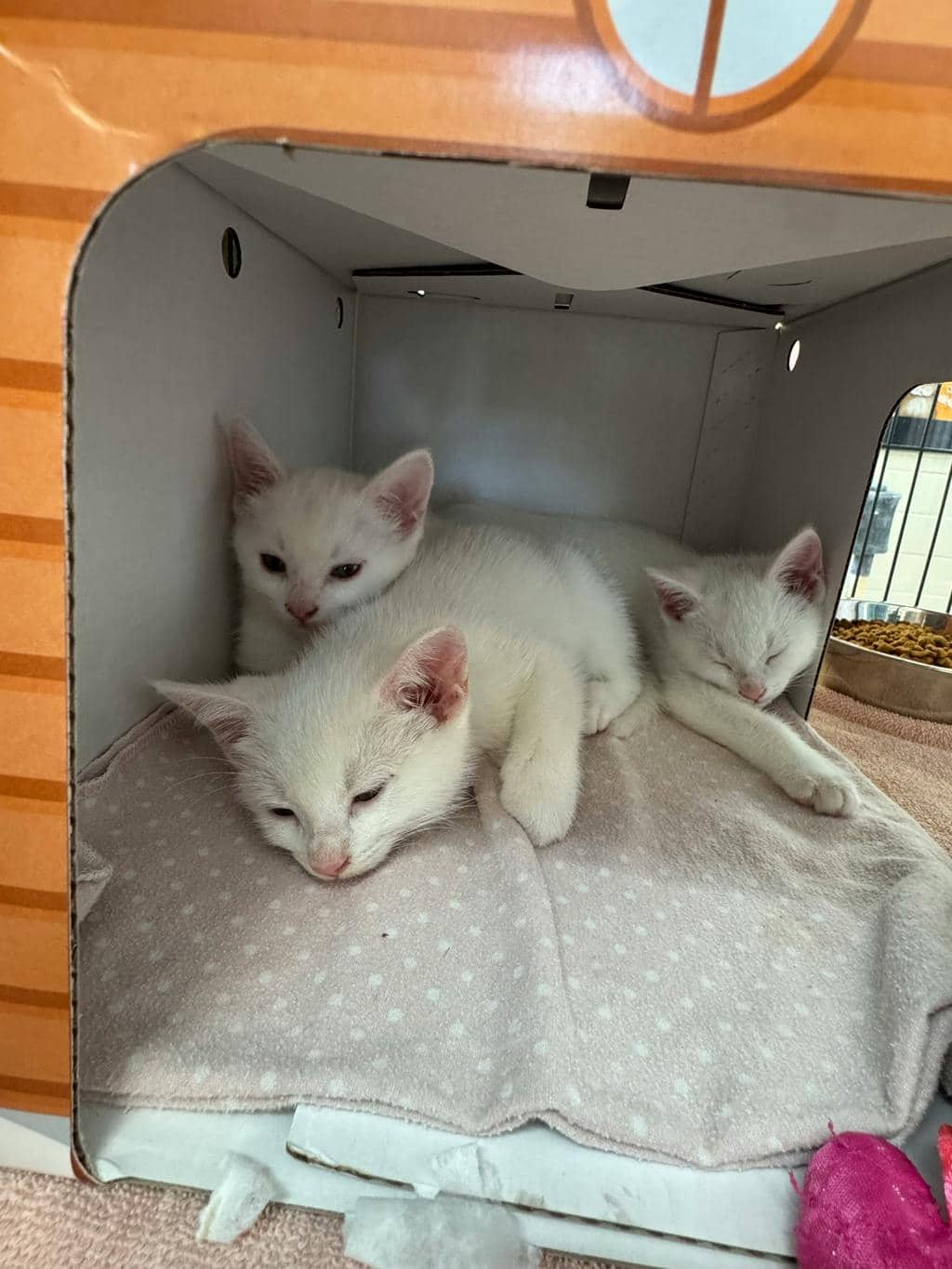 Linen - Domestic Short Hair available for adoption