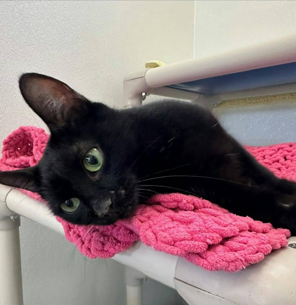 Angel - Domestic Short Hair available for adoption