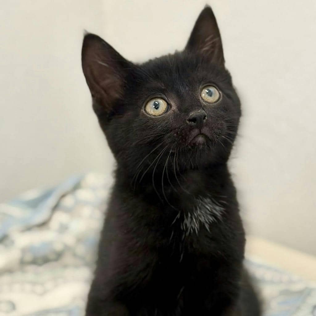 Cloudjumper - Domestic Short Hair available for adoption