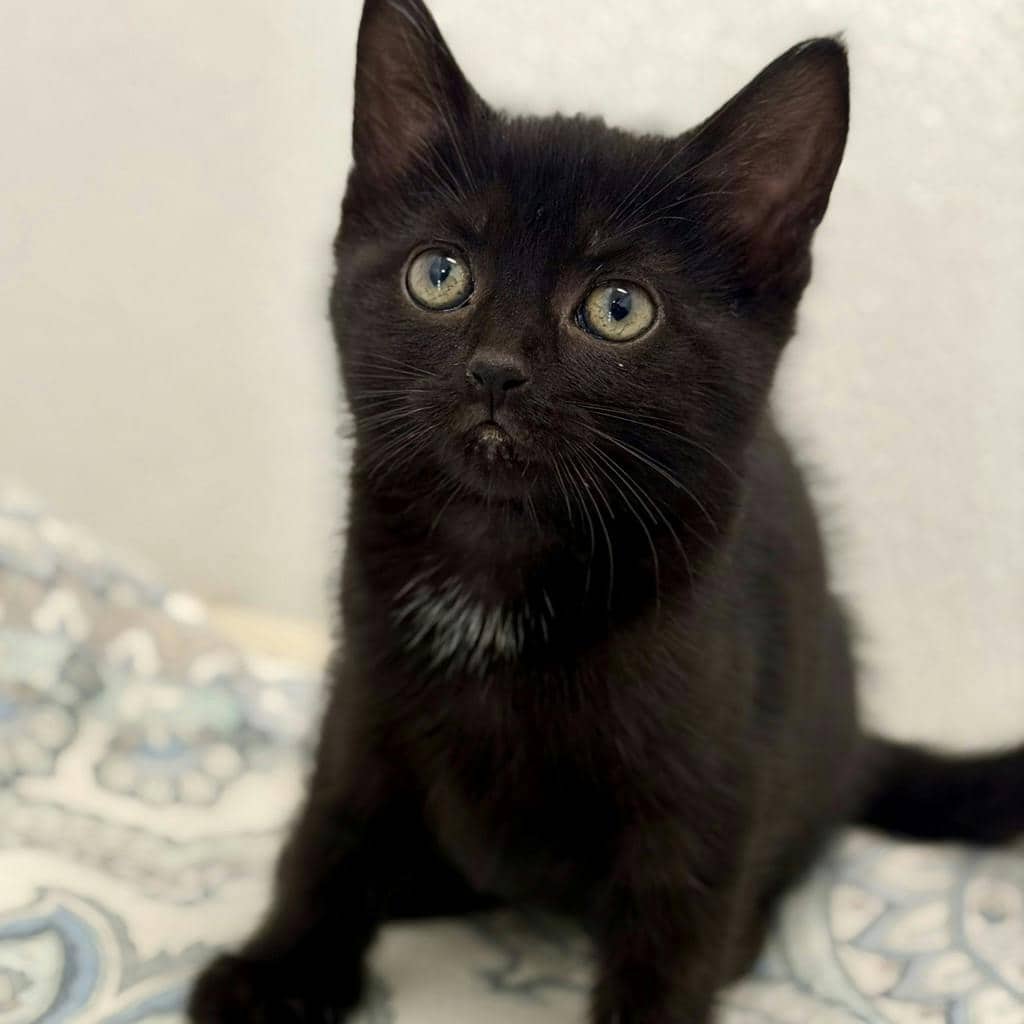 Stormfly - Domestic Short Hair available for adoption