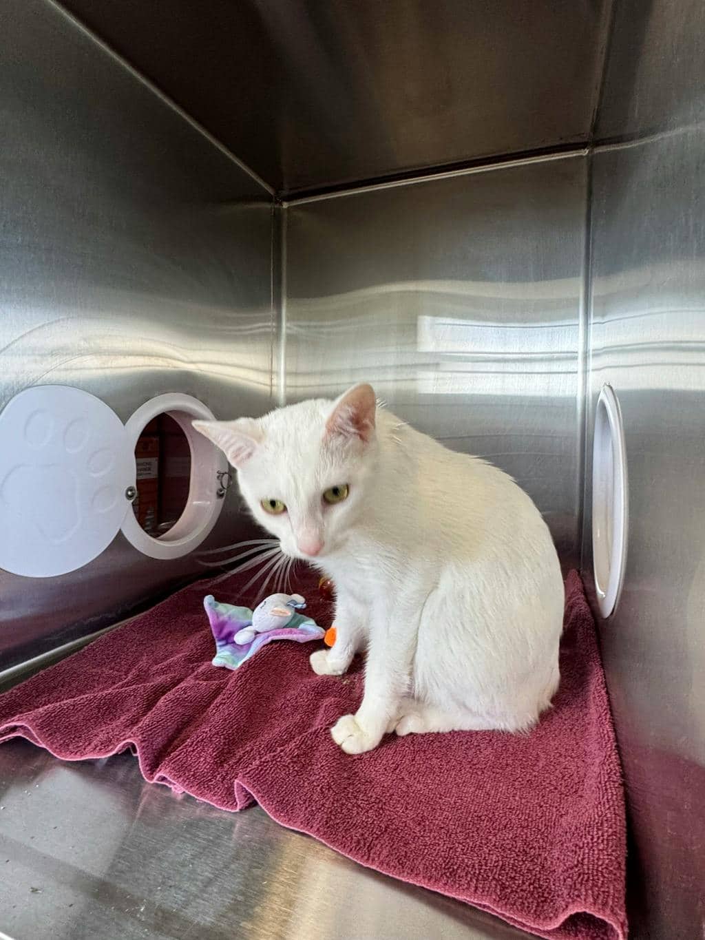 Nimbus - Domestic Short Hair cat available for adoption at Ontario SPCA (Central Ontario) in Midland