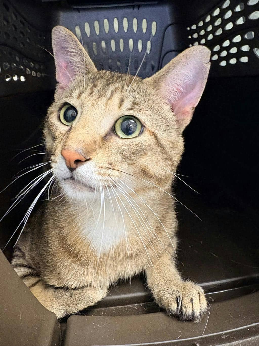 Pharoah - Domestic Short Hair cat available for adoption at Ontario SPCA (Central Ontario) in Bracebridge