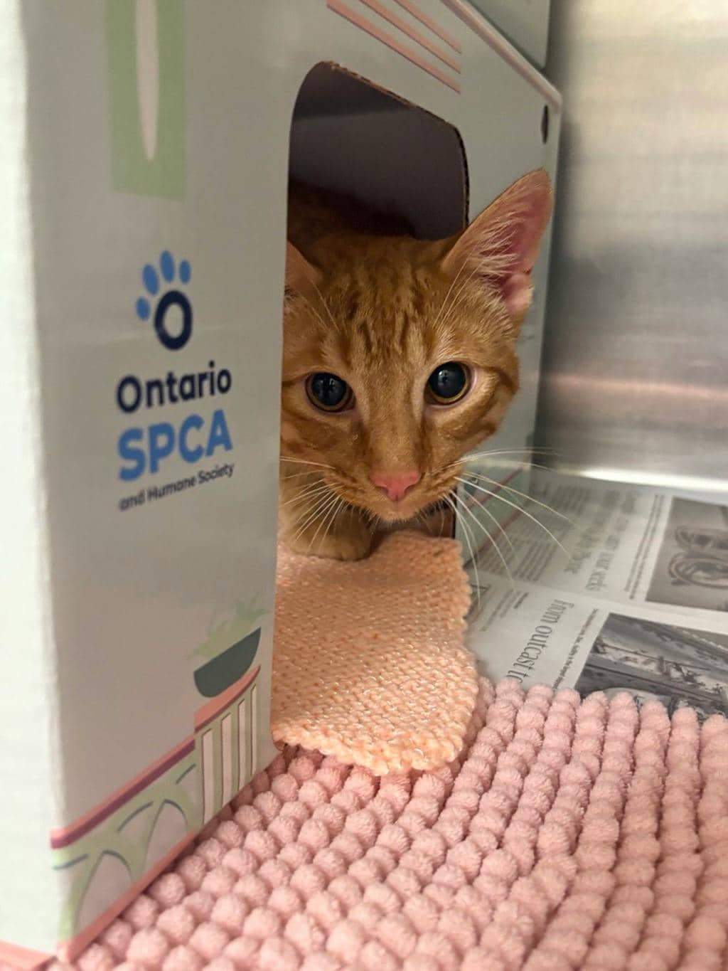 Cairo @ Huntsville Pet Smart - Domestic Short Hair cat available for adoption at Ontario SPCA (Central Ontario) in Bracebridge