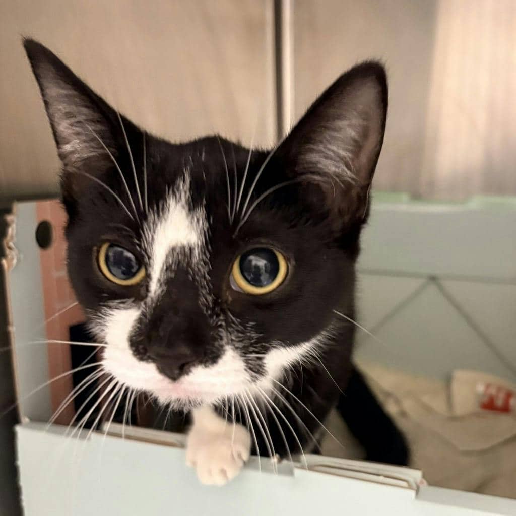 Egypt @ Huntsville Pet Smart - Domestic Short Hair cat available for adoption at Ontario SPCA (Central Ontario) in Bracebridge