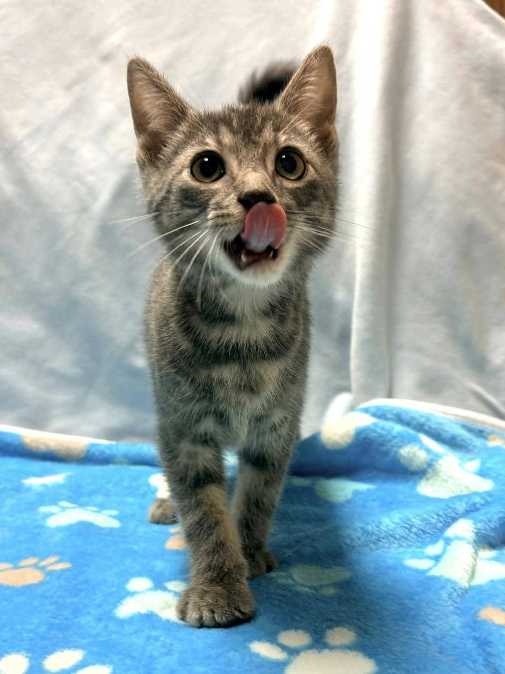 Hemlock - Domestic Short Hair cat available for adoption at Ontario SPCA (Central Ontario) in Bracebridge
