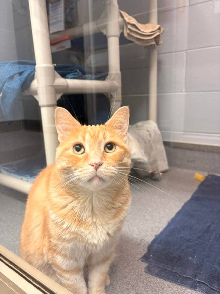 Pumpkin - Domestic Short Hair available for adoption