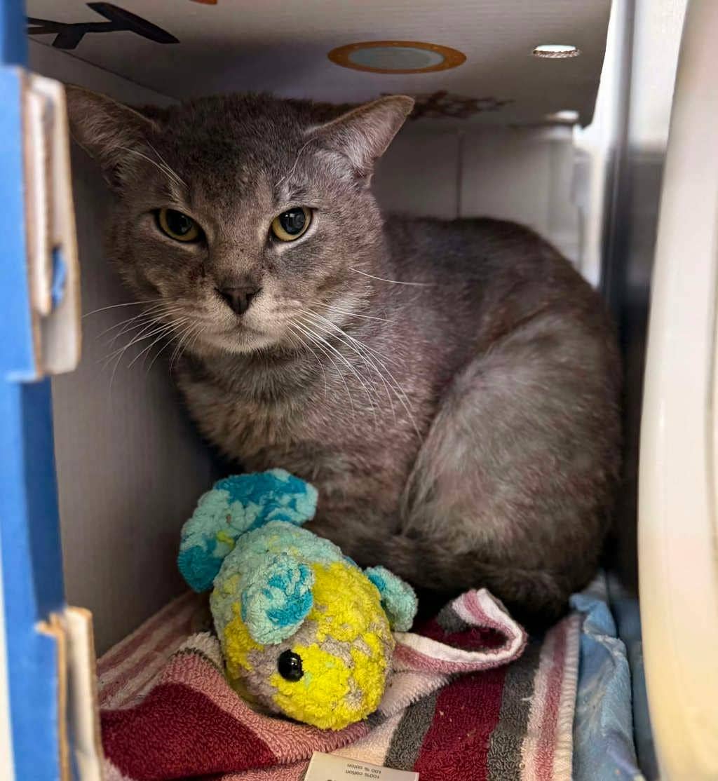 Catsby - Domestic Short Hair cat available for adoption in Ontario