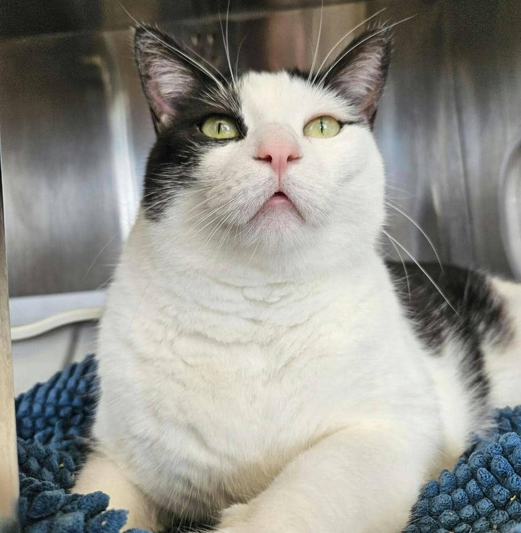 Jack - Domestic Short Hair available for adoption