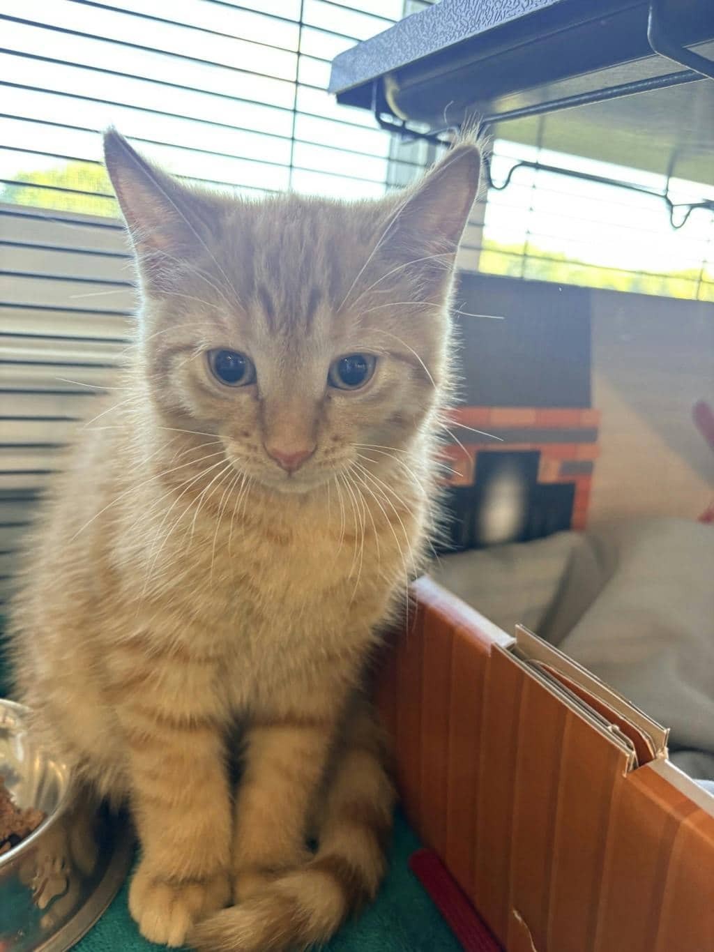 Razzmatazz - Domestic Short Hair cat available for adoption at Ontario SPCA (Ottawa Area) in Brockville