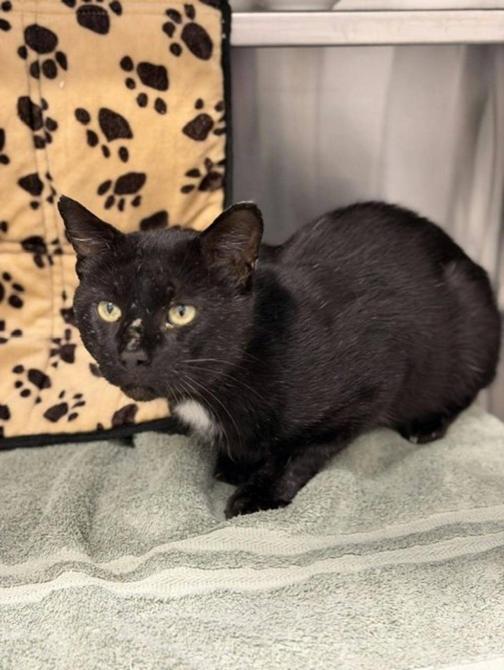 Tabasco - Domestic Short Hair cat available for adoption at Ontario SPCA & Humane Society in Napanee