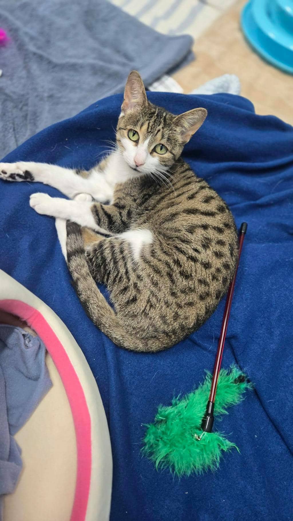 Talula - Domestic Short Hair cat available for adoption at Ontario SPCA (Central Ontario) in Barrie