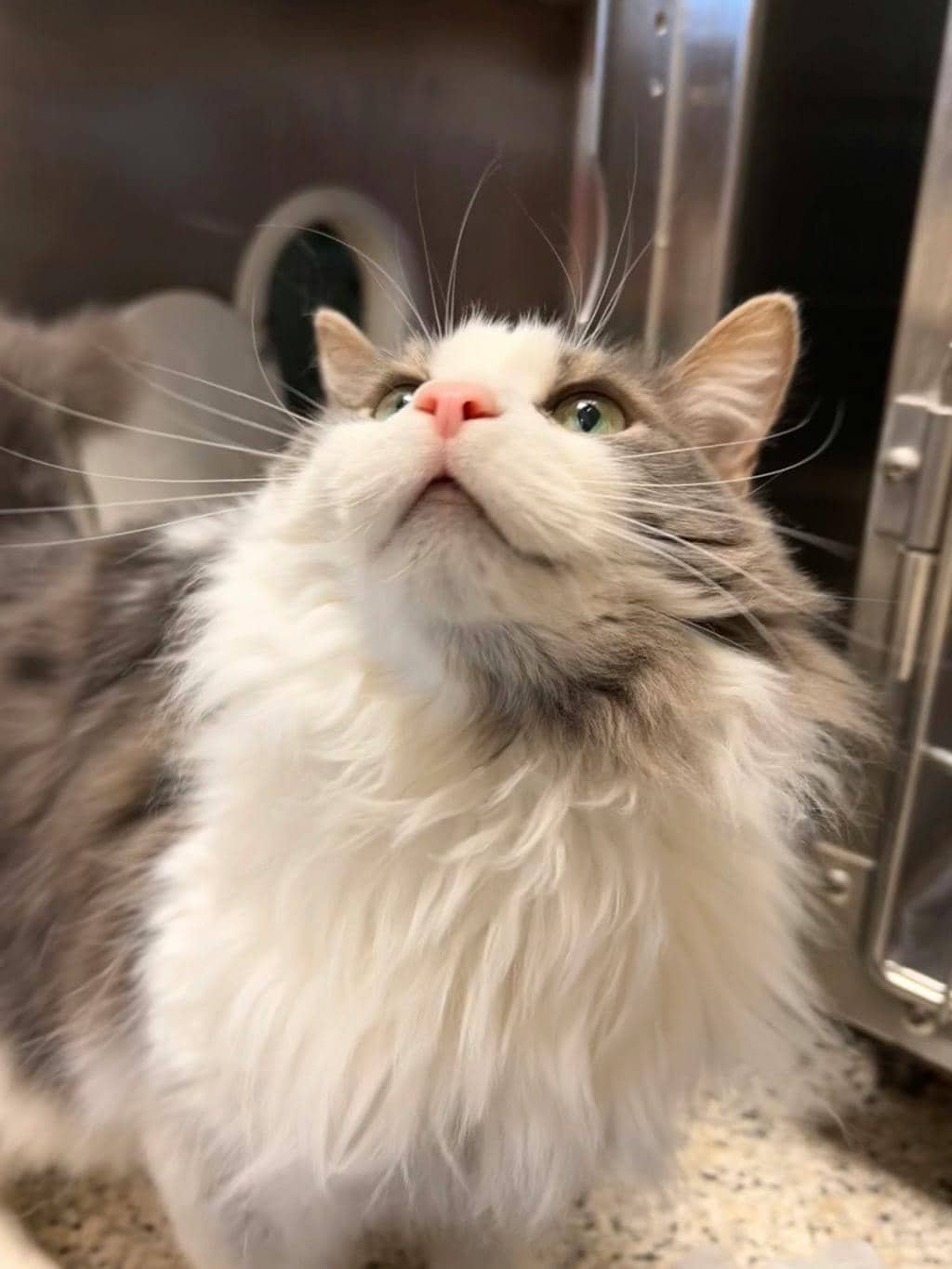 Tinkerbell - Domestic Longhair available for adoption