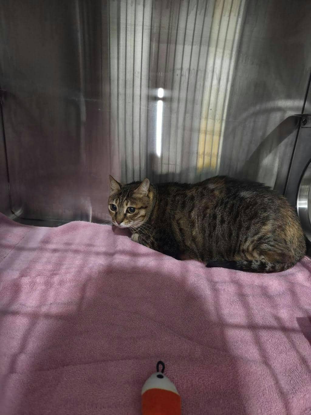 Mia - Domestic Short Hair available for adoption