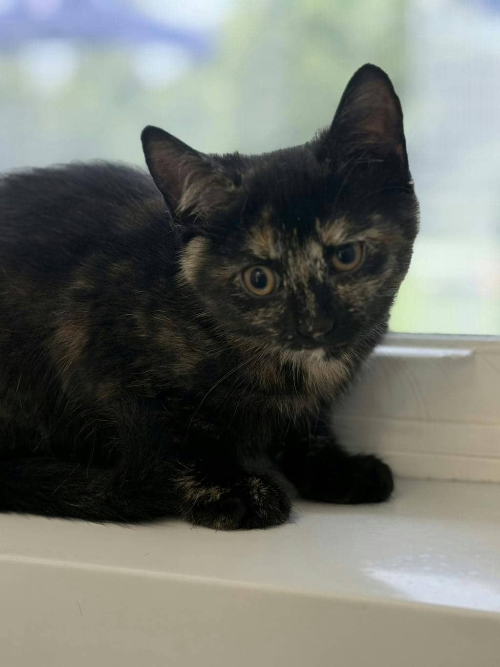 Fuzzy Wuzzy - Domestic Short Hair available for adoption