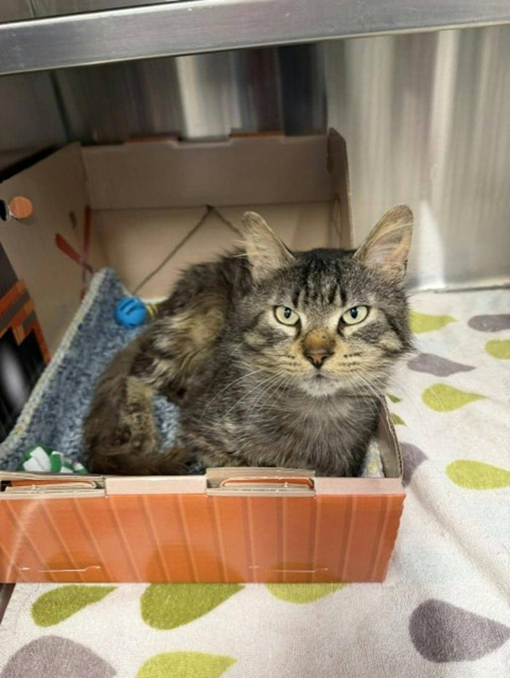 Velcro - Domestic Longhair available for adoption