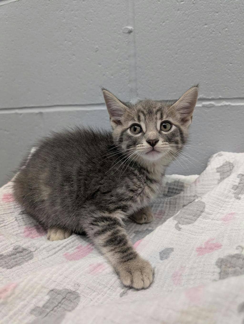 Astro - Domestic Short Hair cat available for adoption at Ontario SPCA (Central Ontario) in Orillia