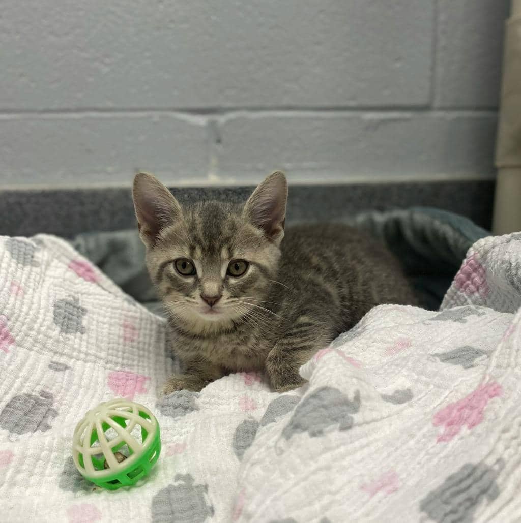 Apple Blossom - Domestic Short Hair cat available for adoption at Ontario SPCA (Central Ontario) in Orillia