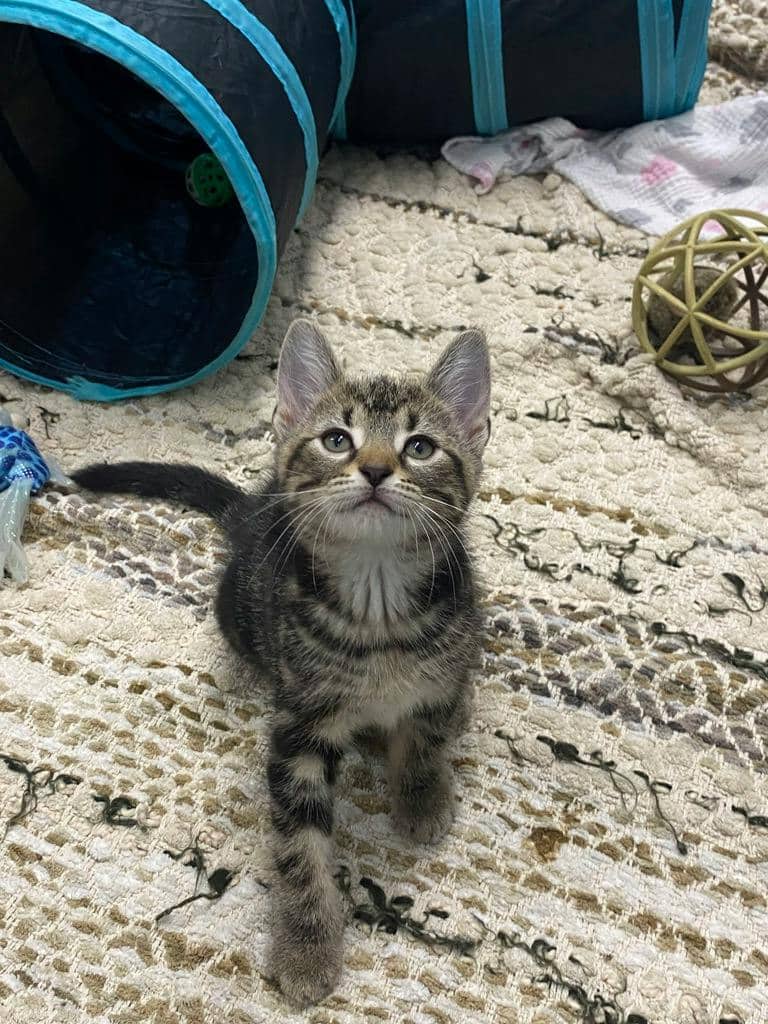 Suzy Lee - Domestic Short Hair cat available for adoption at Ontario SPCA (Central Ontario) in Orillia