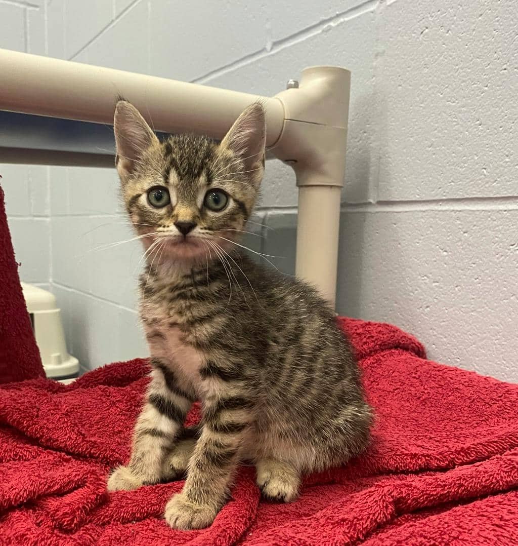 Little Acorn - Domestic Short Hair available for adoption