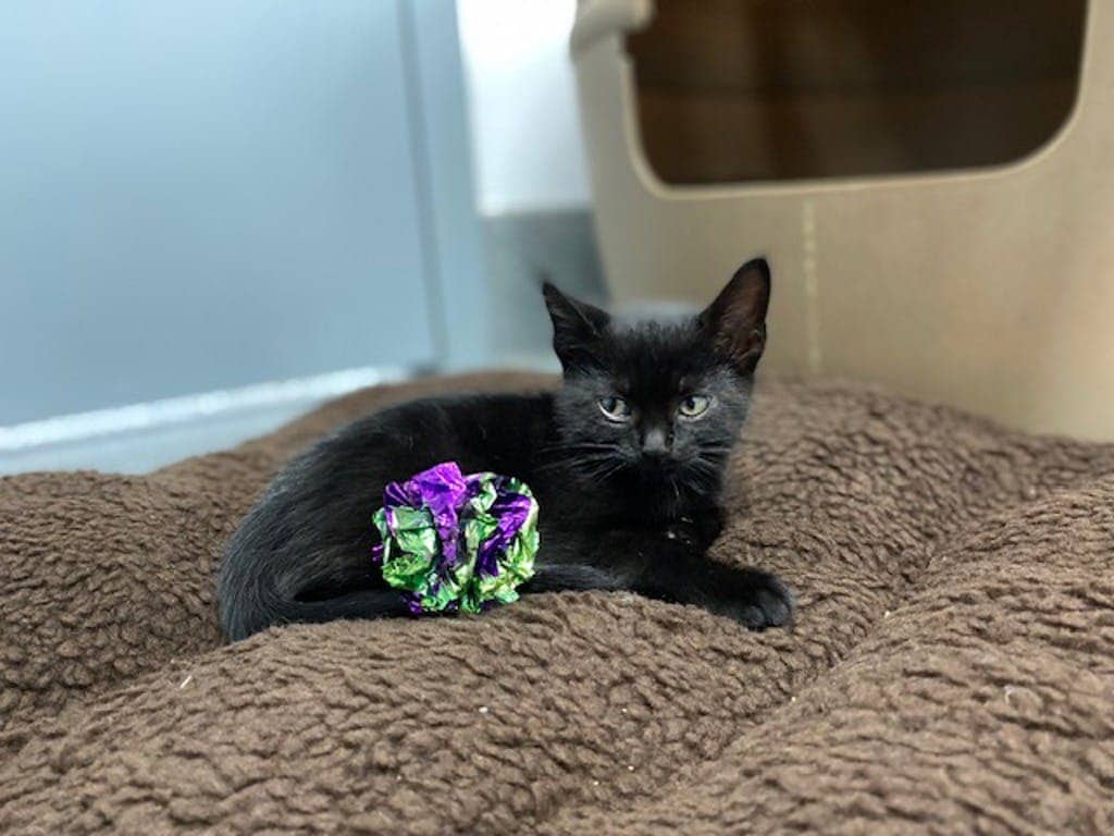 Blue Orchid - Domestic Short Hair cat available for adoption at Ontario SPCA (Central Ontario) in Orillia