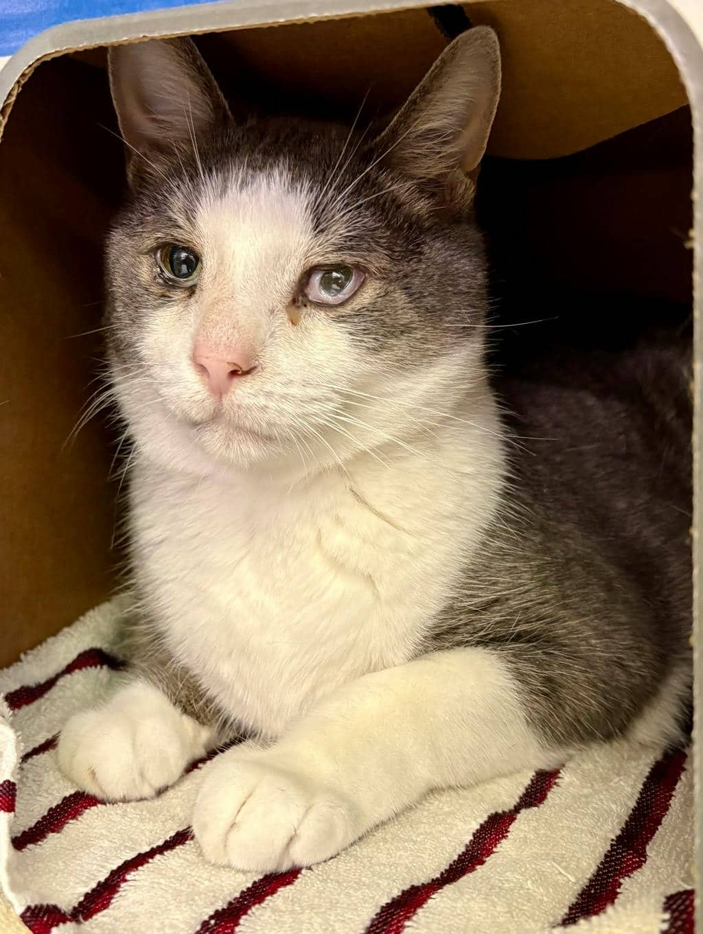 Mr.Leggings - Domestic Short Hair available for adoption