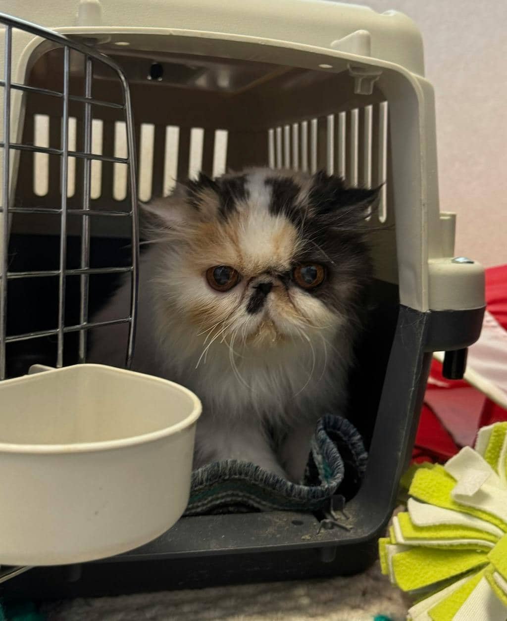 Fleur - Persian cat available for adoption in Calgary