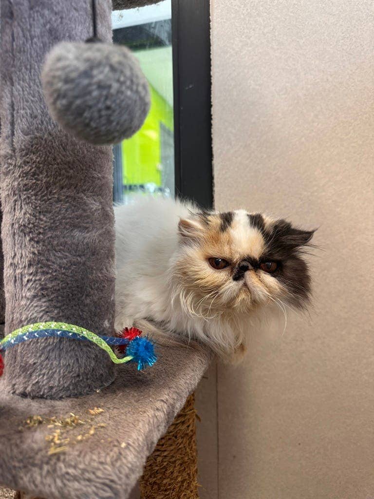 Fleur - Persian cat available for adoption in Ontario
