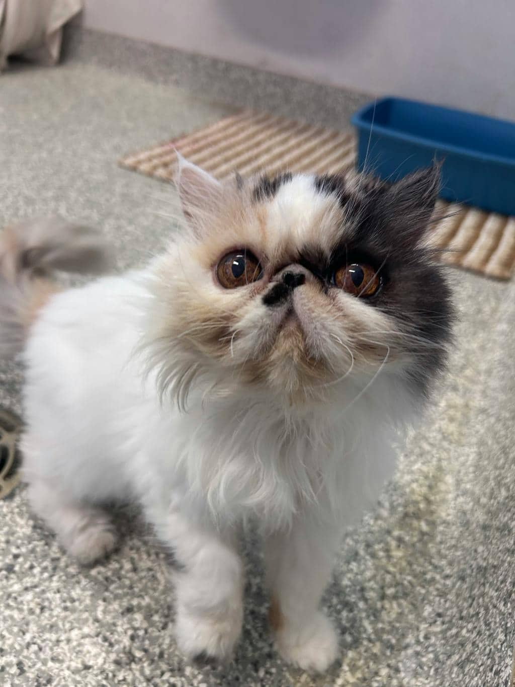 Fleur - Persian available for adoption