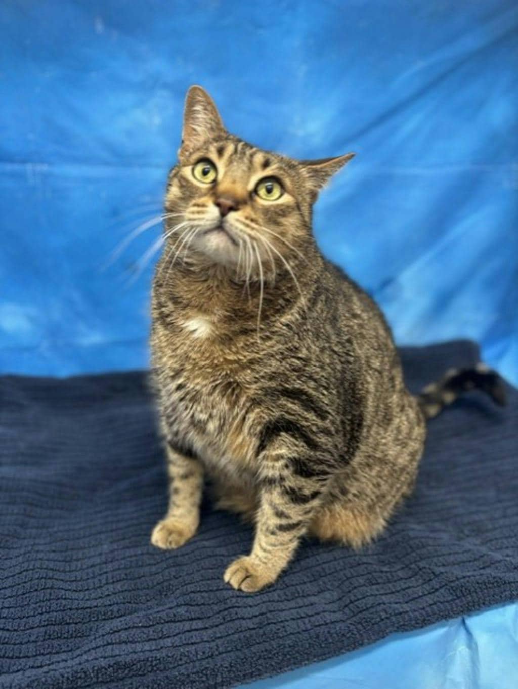 Mowat - Domestic Short Hair cat available for adoption at Ontario SPCA & Humane Society in Napanee