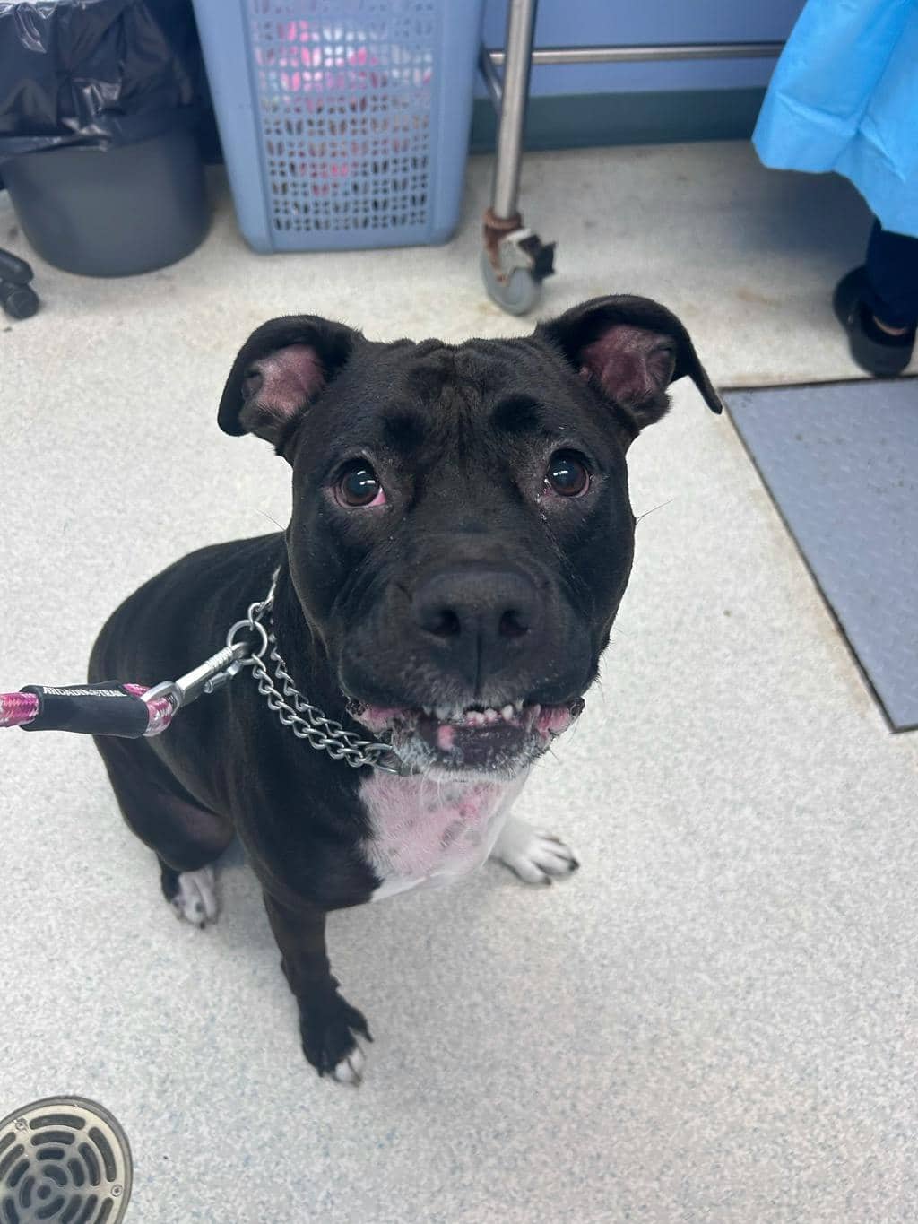 Molly - American Bulldog available for adoption in Ontario