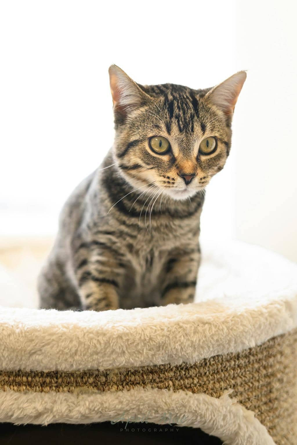 Annie (petsmart) - Domestic Short Hair cat available for adoption at Ontario SPCA (Central Ontario) in Orangeville