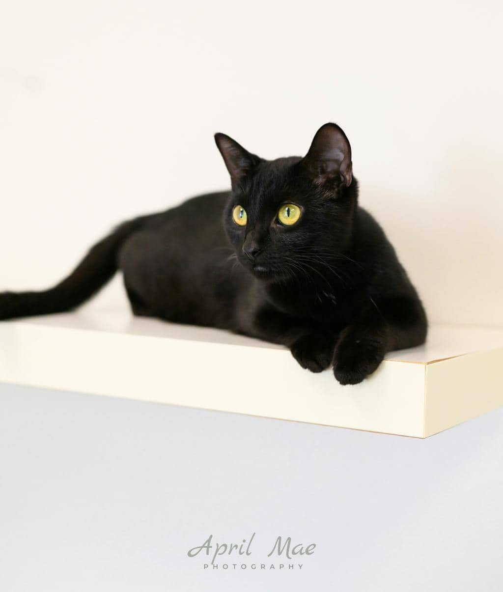 Alice - Domestic Short Hair available for adoption