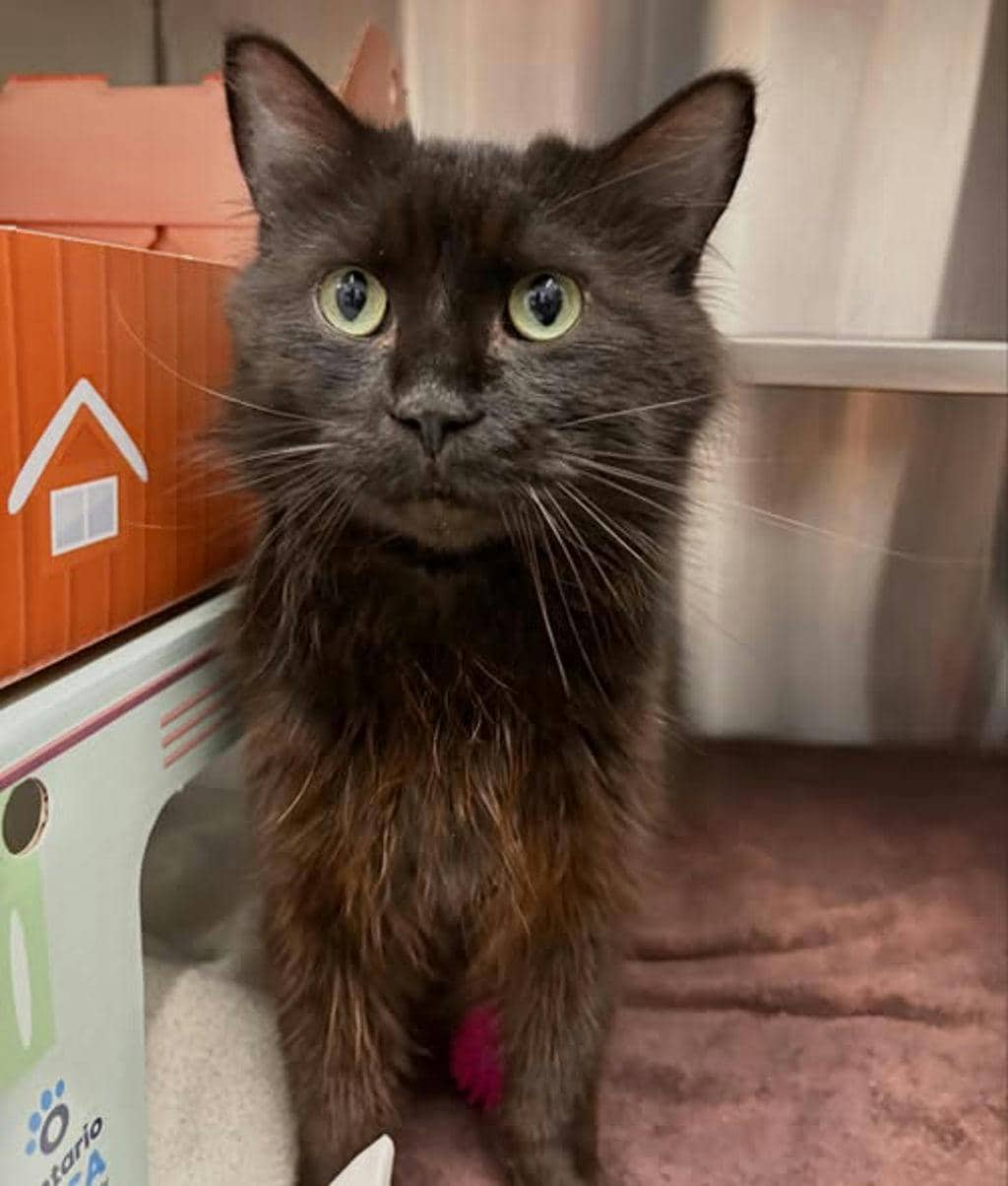 Obsidian - Domestic Medium Hair cat available for adoption at Ontario SPCA & Humane Society in Napanee
