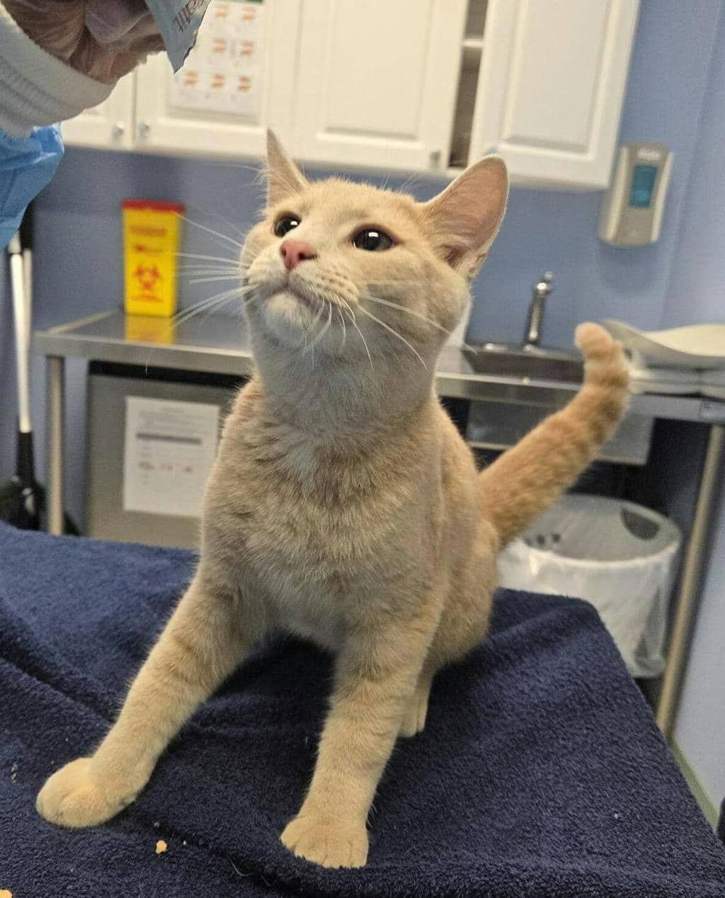 Kraft Dinner (seneca) - Domestic Short Hair available for adoption