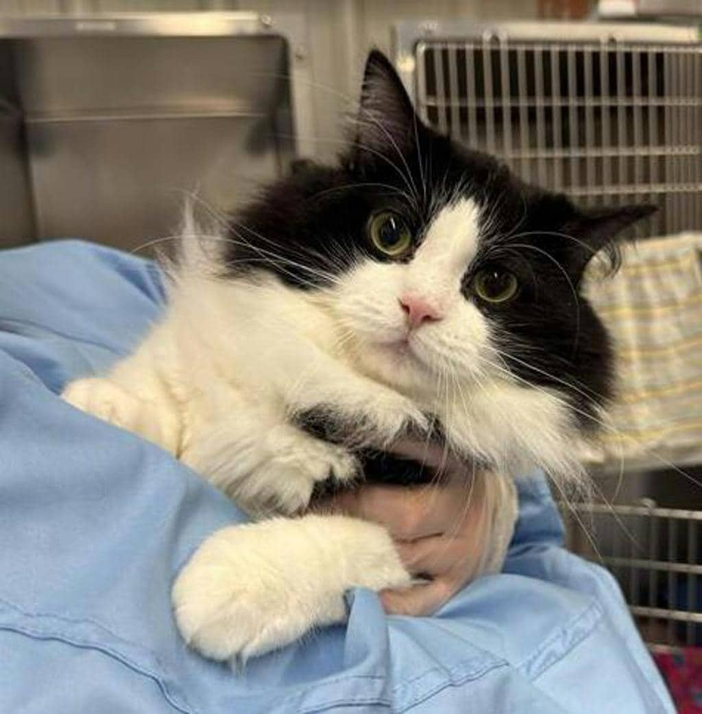 Rex - Domestic Medium Hair cat available for adoption at Ontario SPCA (Central Ontario) in Midland