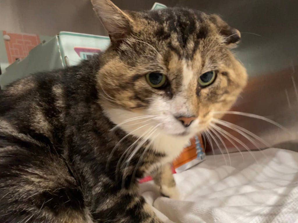 Colt - Domestic Short Hair cat available for adoption at Ontario SPCA (Ottawa Area) in Pembroke