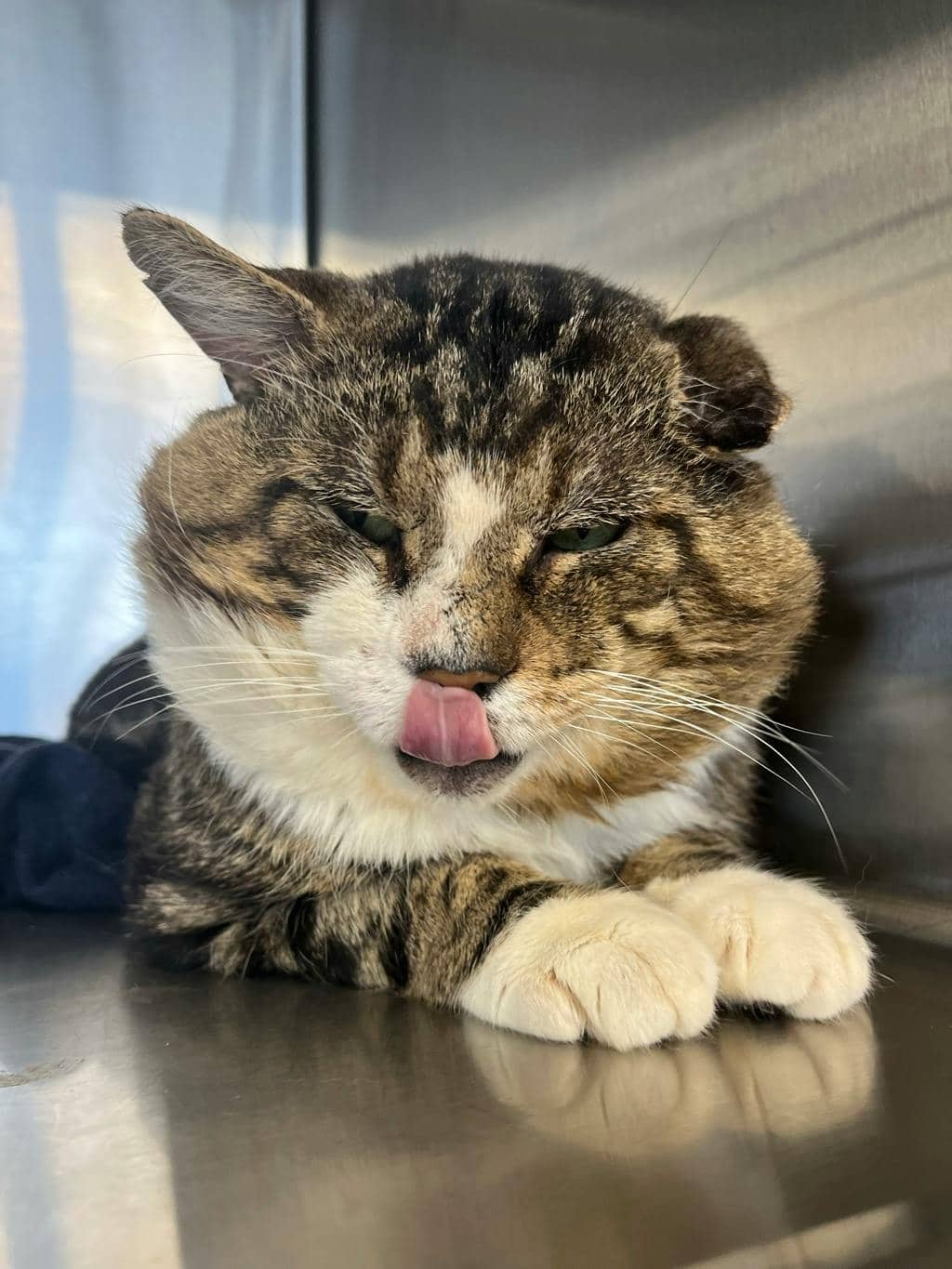 Colt - Domestic Short Hair cat available for adoption in Ontario