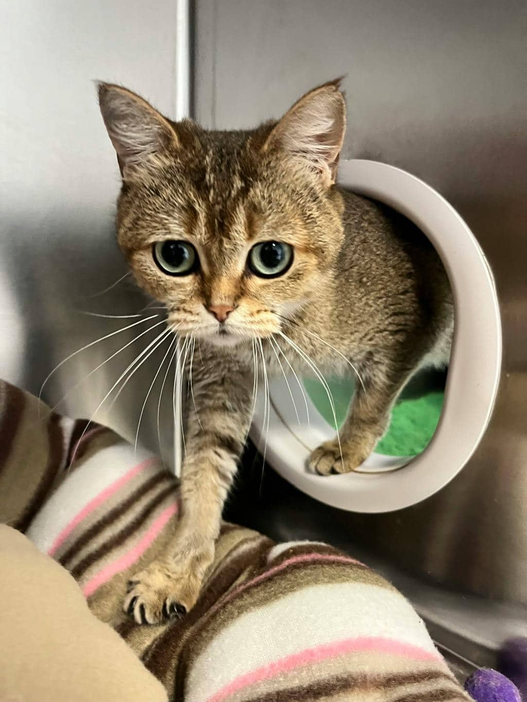Pam (seneca) - British Shorthair cat available for adoption at Ontario SPCA (Toronto Area) in Stouffville