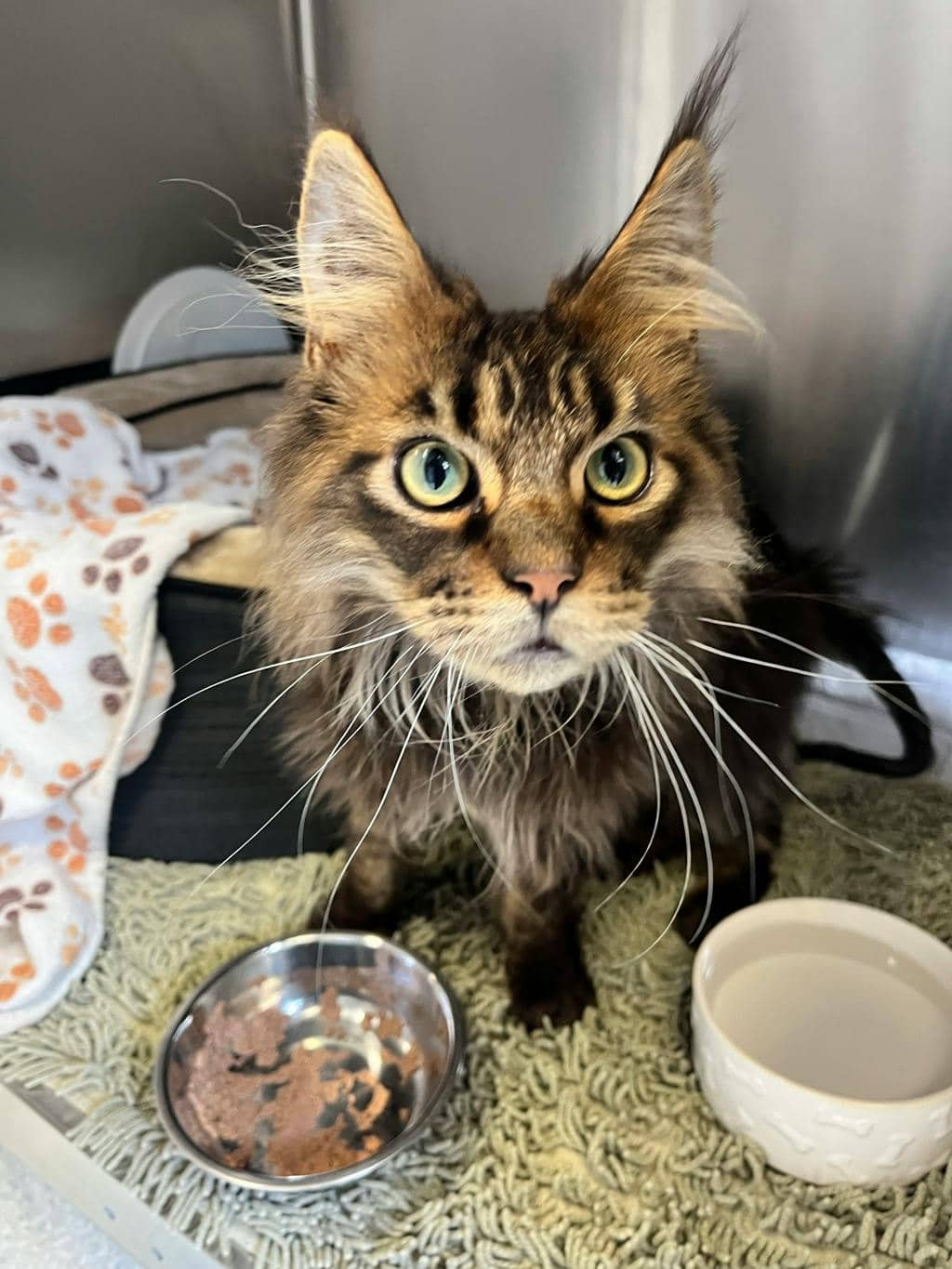 Jon - Maine Coon available for adoption
