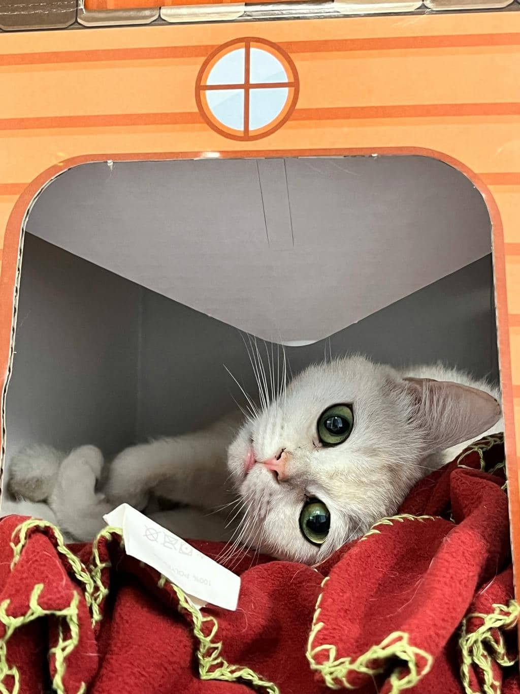 Cheeto - British Shorthair cat available for adoption at Ontario SPCA (Toronto Area) in Stouffville