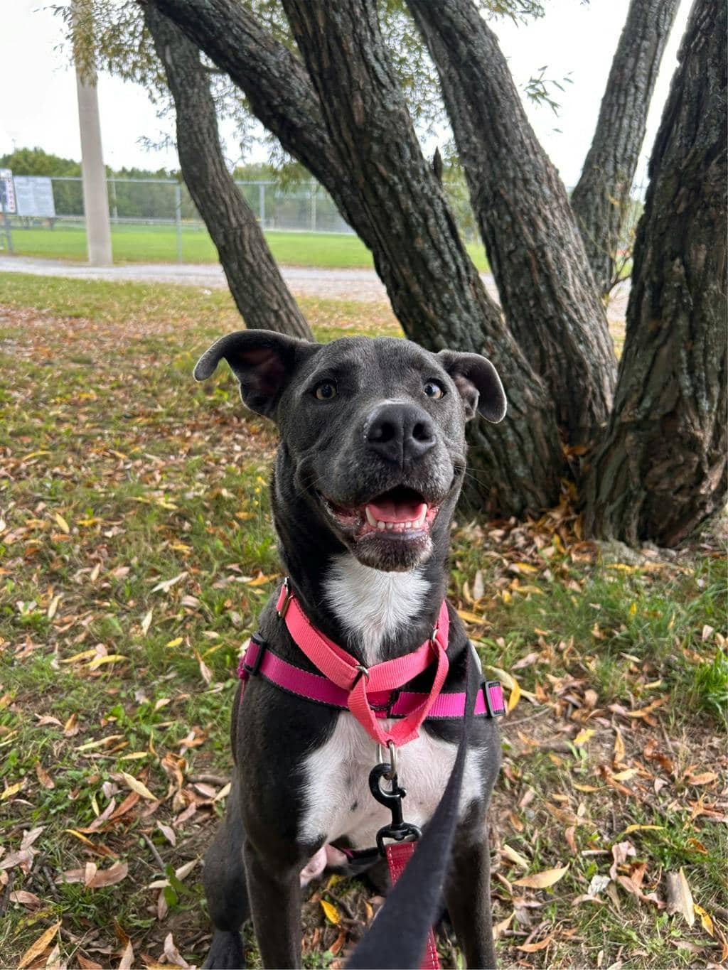Stella - American Bulldog available for adoption in Calgary